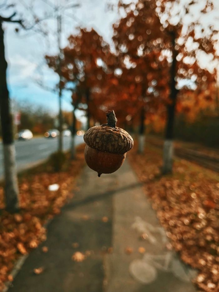 先忘掉單反 這些美照竟然是用手機拍的[組圖]