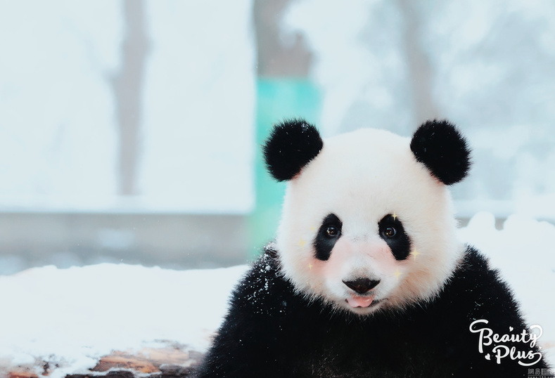 給動(dòng)物用上美顏相機(jī)：賣萌撒嬌簡(jiǎn)直不輸“網(wǎng)紅”