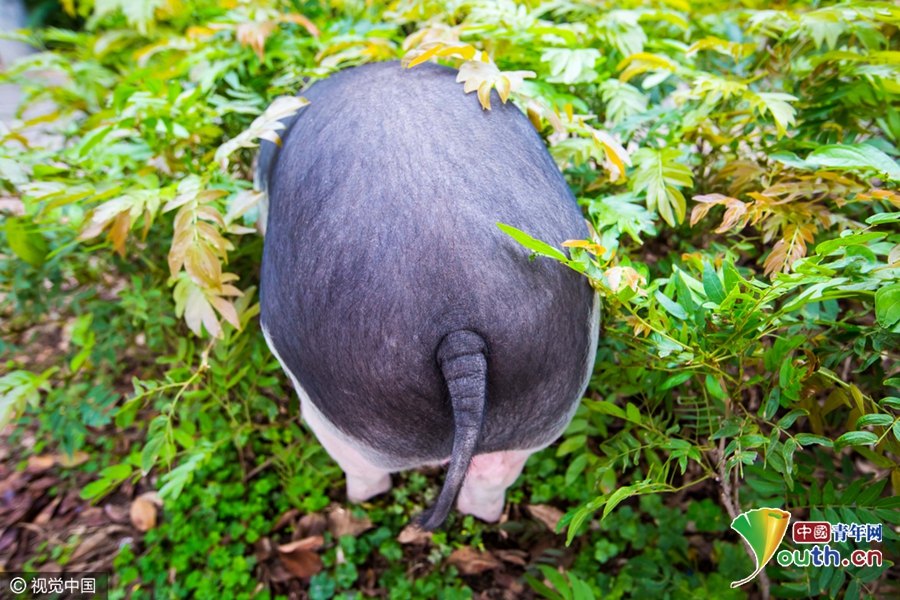廣州被棄寵物豬吃百家飯 村民喜愛(ài)成“明星”