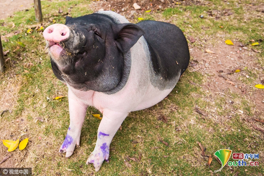 廣州被棄寵物豬吃百家飯 村民喜愛(ài)成“明星”