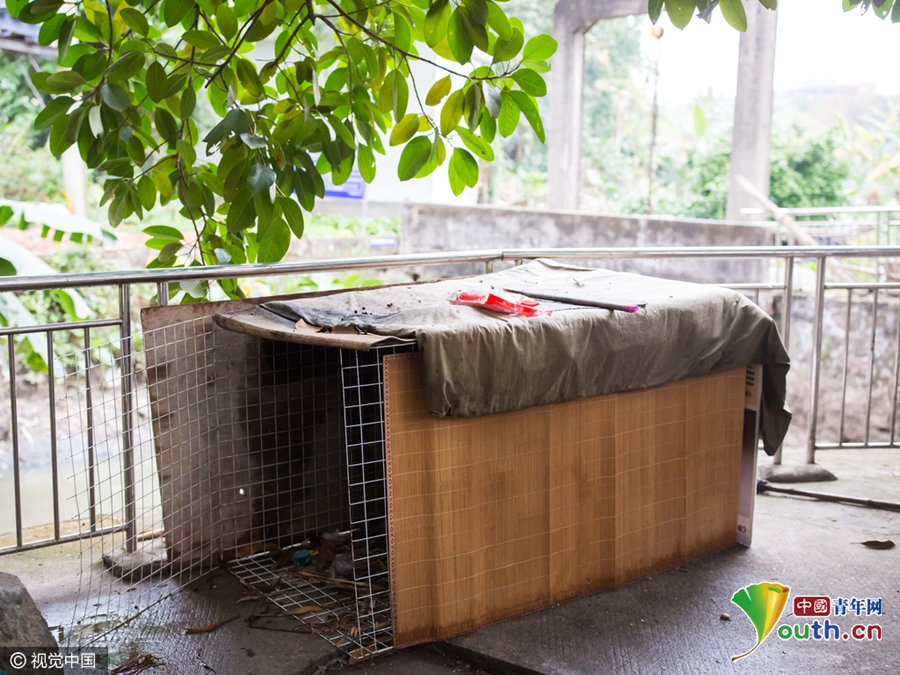 廣州被棄寵物豬吃百家飯 村民喜愛成“明星”