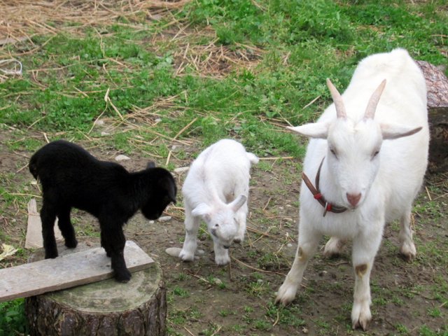 日本國道沿線“人氣王”黑羊羔失蹤 網友轉發(fā)幫尋羊(組圖)
