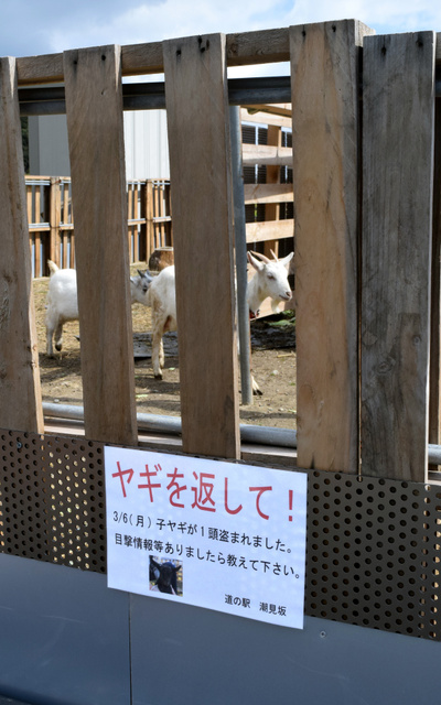 日本國道沿線“人氣王”黑羊羔失蹤 網友轉發幫尋羊(組圖)