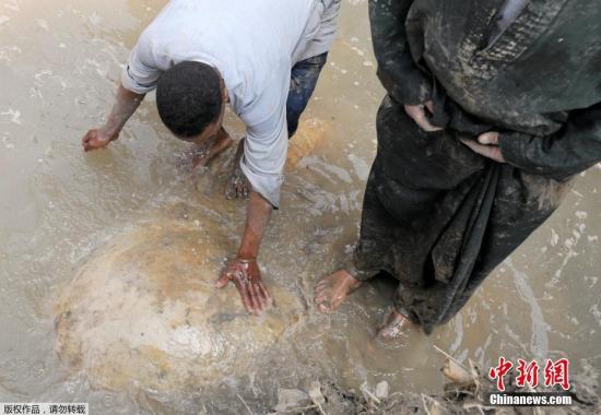 埃及現(xiàn)3000年巨型雕像 或?yàn)橹ɡ侠牢魉苟?/></p>

<p>該個(gè)雕像由石英制成，該地區(qū)有許多未完成的建筑物及泥路，亦是古老遺址赫利波利斯(Heliopolis)中，拉美西斯二世的寺廟地區(qū)。</p>

<p>據(jù)悉，拉美西斯二世是古埃及第19王朝法老，公元前1279年至1213年在位，對埃及進(jìn)行長達(dá)60多年的統(tǒng)治。</p>

<p>埃及古文物部部長阿納尼(Khaled al-Anani)表示，考古學(xué)家首先發(fā)現(xiàn)雕像的胸部及頭的下半部分，當(dāng)移走下半頭部后，又發(fā)現(xiàn)雕像的皇冠、右耳及右眼的碎片。埃及文物部稱，此次發(fā)現(xiàn)是該國最重要的歷史發(fā)現(xiàn)之一。</p>

<p>考古學(xué)家將繼續(xù)對雕像的其他部分進(jìn)行研究和恢復(fù)。</p>
</div>
<!--/enpcontent-->
<!--分頁-->
<!--廣告-->
<div style=