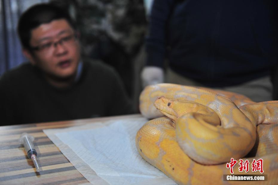 云南野生動物園獸醫(yī)對4米蟒蛇進行口腔檢查