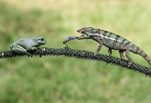 長舌蜥蜴太會玩 青蛙背上捕蟋蟀