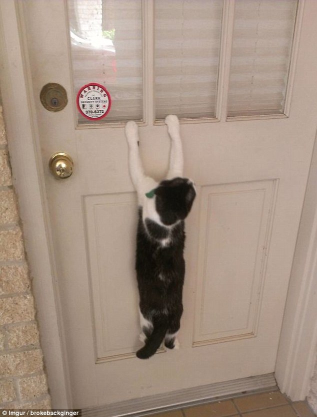 看看寵物們的第一次 一定讓你捧腹大笑[組圖]