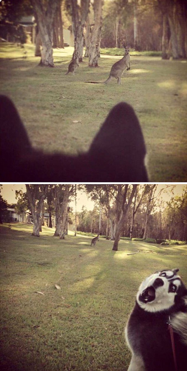 看看寵物們的第一次 一定讓你捧腹大笑[組圖]