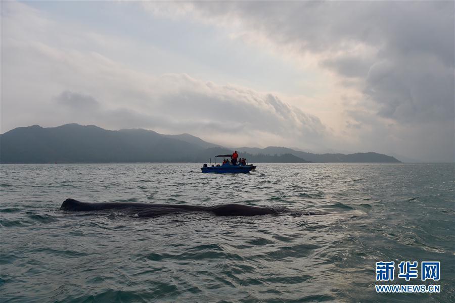 抹香鯨被漁網(wǎng)纏3小時 獲救后不肯離去