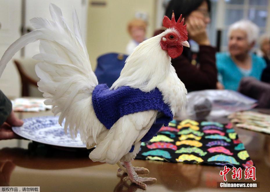 不適應(yīng)寒冬下蛋少 美國老人給雞織毛衣助保暖（圖）