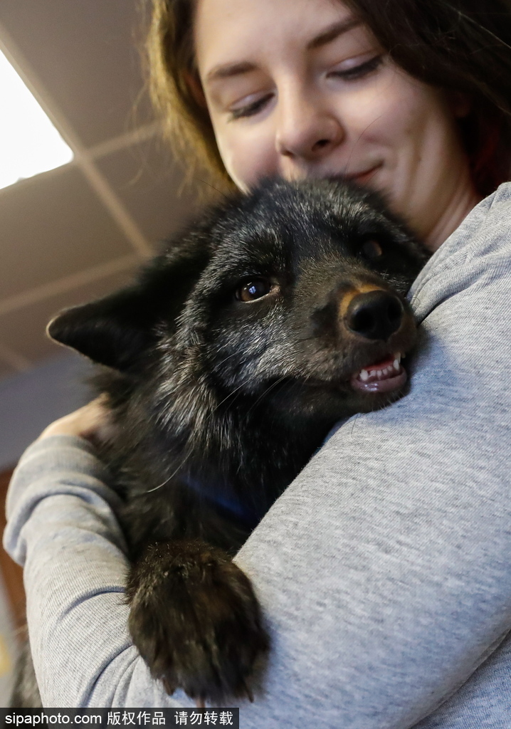 戰斗民族培育新寵物 俄羅斯科學家馴養狐貍乖巧能干