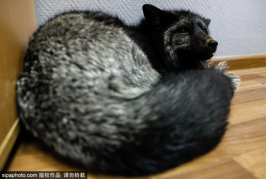 戰斗民族培育新寵物 俄羅斯科學家馴養狐貍乖巧能干