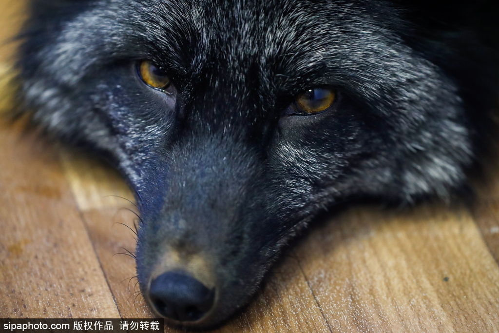 戰斗民族培育新寵物 俄羅斯科學家馴養狐貍乖巧能干
