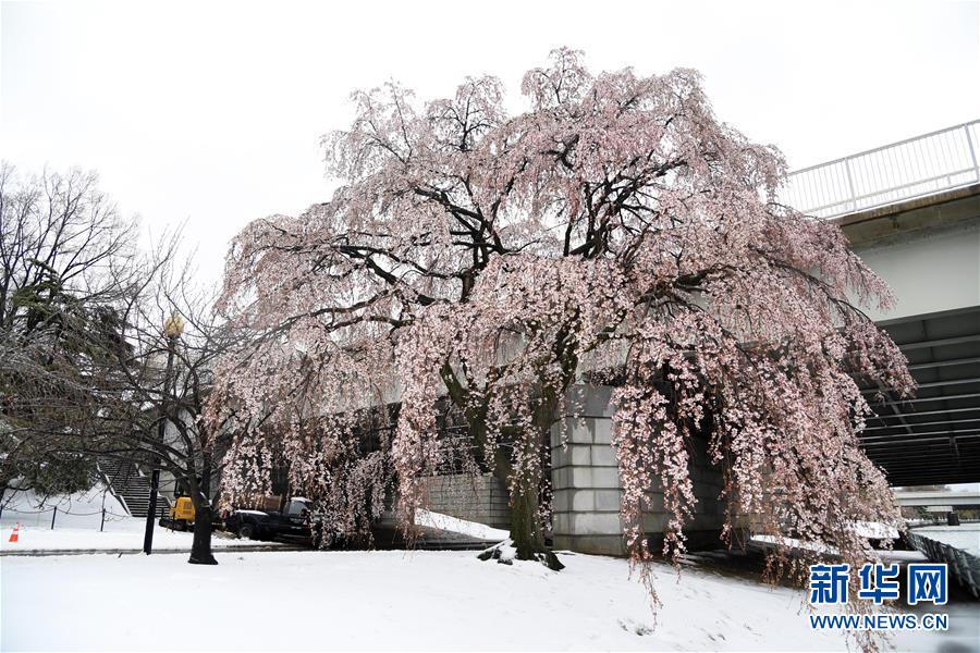 美國(guó)東北部遭遇暴風(fēng)雪 數(shù)千航班取消（組圖）