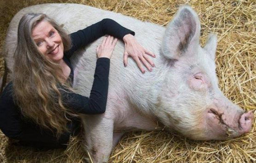 不會被宰還享受按摩？荷蘭農(nóng)場成“豬的樂土”