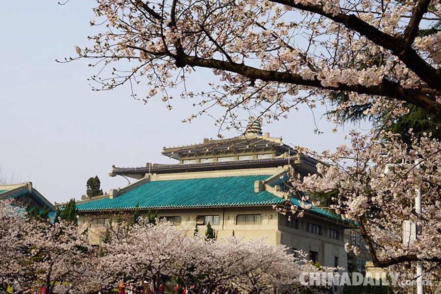 武大賞櫻預約火熱 每天1.5萬預約名額被秒光