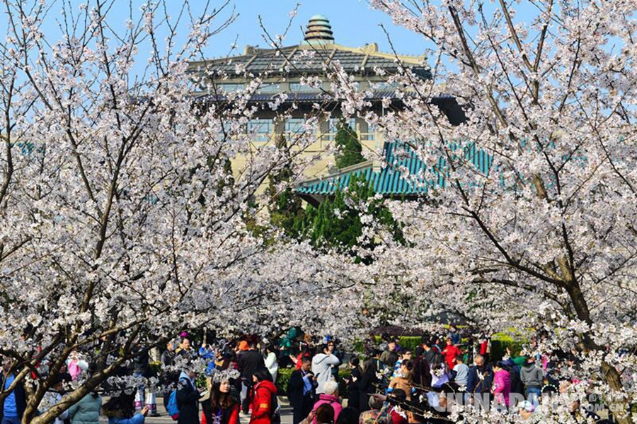 武大賞櫻預約火熱 每天1.5萬預約名額被秒光