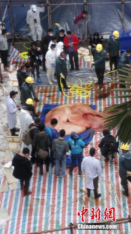 擱淺死亡鯨魚已懷孕 世界首例發(fā)現(xiàn)抹香鯨胎盤【圖】