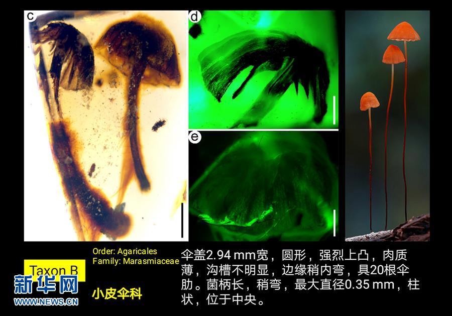 科學(xué)家發(fā)現(xiàn)迄今最古老的完整蘑菇化石