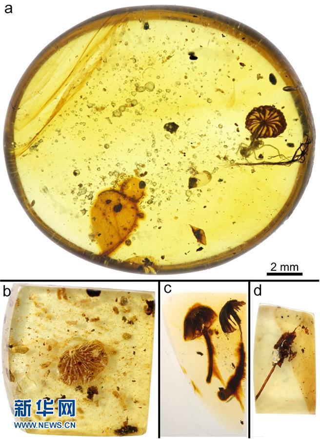 科學家發現迄今最古老的完整蘑菇化石