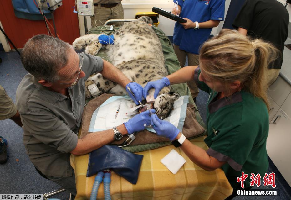 動物園為珍稀雪豹修復斷牙 猛獸格外“聽話”