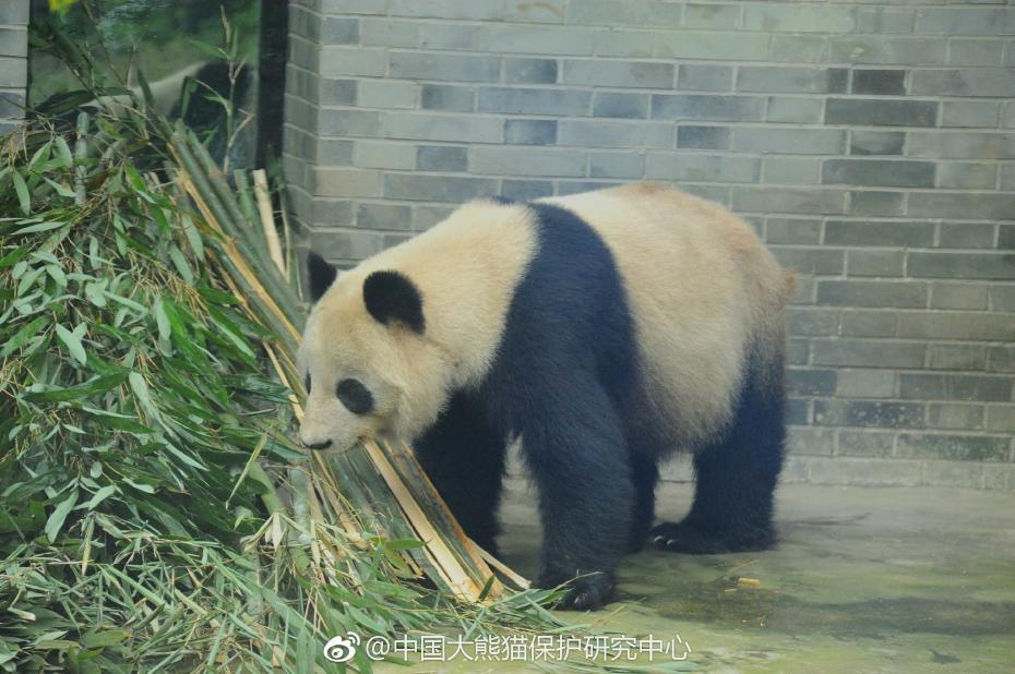 食欲不錯(cuò)！大熊貓“蜀蘭”回四川開(kāi)啟養(yǎng)老生活