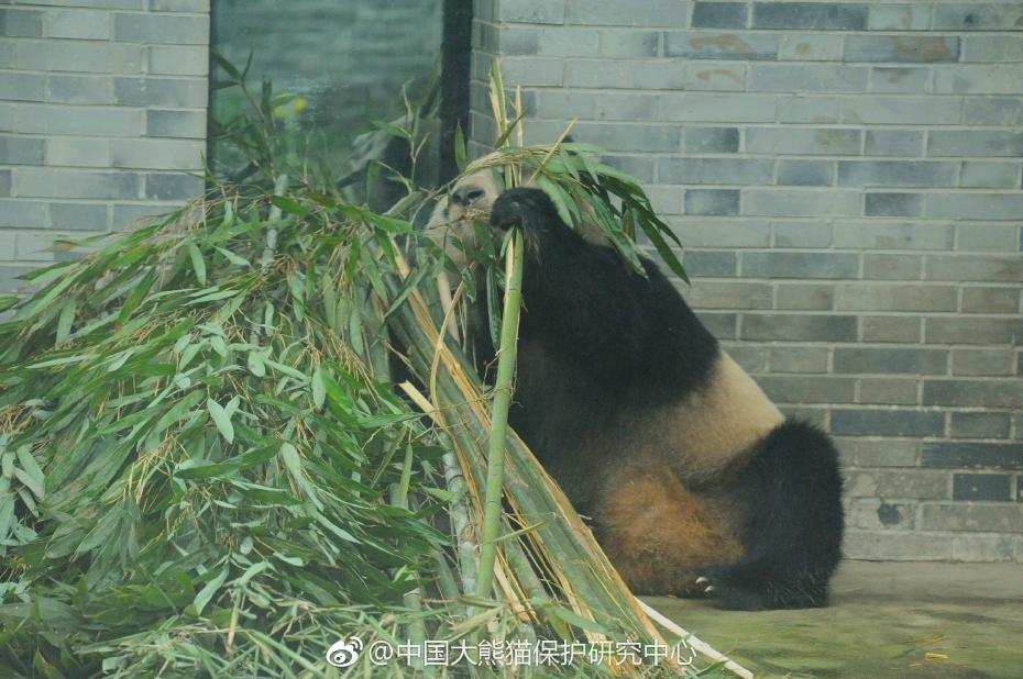 食欲不錯(cuò)！大熊貓“蜀蘭”回四川開啟養(yǎng)老生活