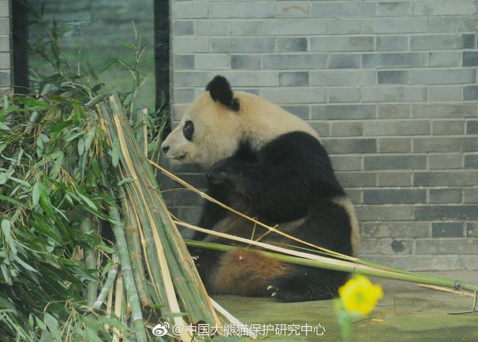 食欲不錯(cuò)！大熊貓“蜀蘭”回四川開(kāi)啟養(yǎng)老生活