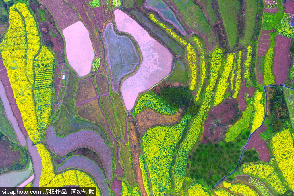 航拍苗寨梯田花海 宛如大地“調色盤”