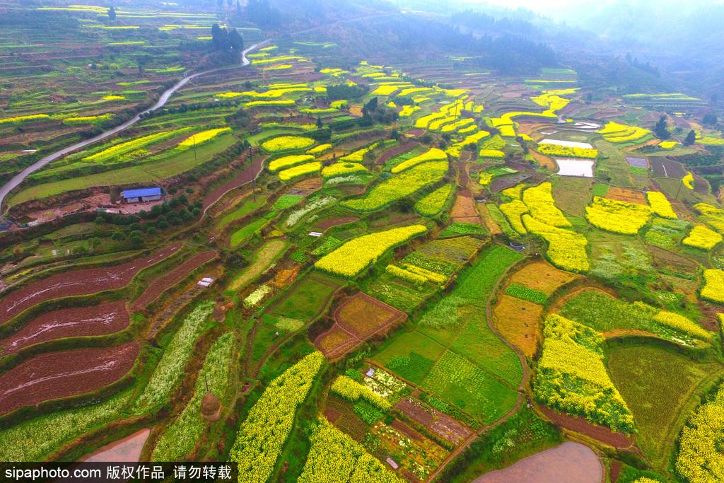 航拍苗寨梯田花海 宛如大地“調(diào)色盤(pán)”
