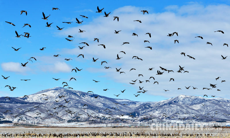 中俄兩國居民攜手賞雁護(hù)鳥