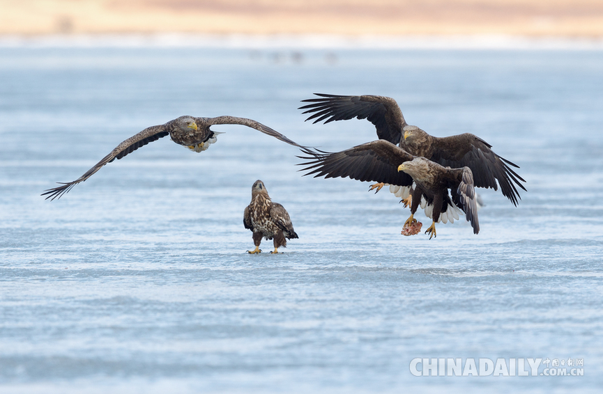 中俄兩國居民攜手賞雁護鳥
