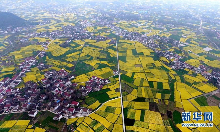 陜西漢中：風(fēng)過田野菜花黃