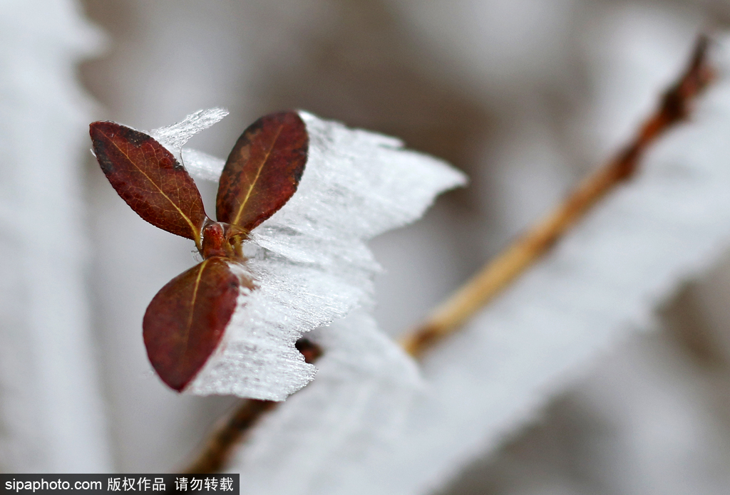 這個冬季太漫長？ 盤點霧凇冰掛美景讓你忘記季節(jié)時間