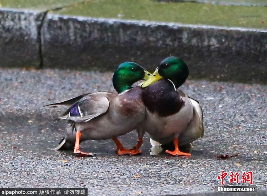膽大包天！兩只鴨子在英國(guó)首相府前激戰(zhàn)