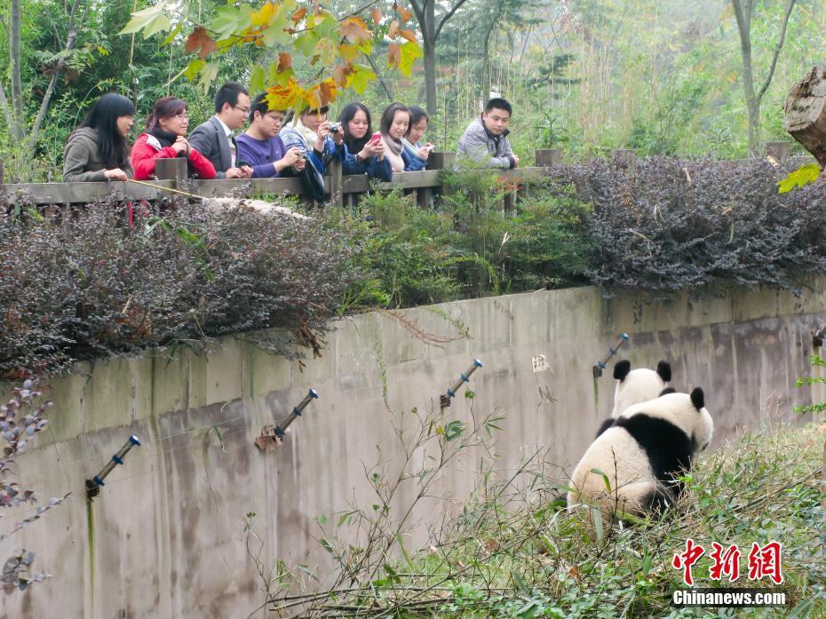 大熊貓繁育研究基地：國寶樂園