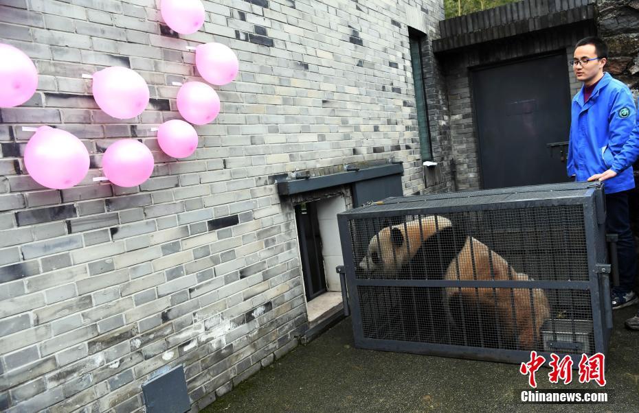旅美大熊貓“寶寶”入住新家