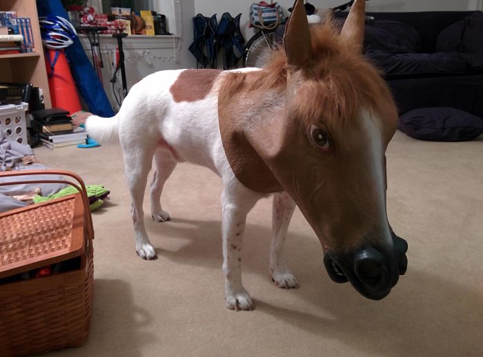 喜歡捉弄愛寵嗎？看看這些奇葩是怎么玩的