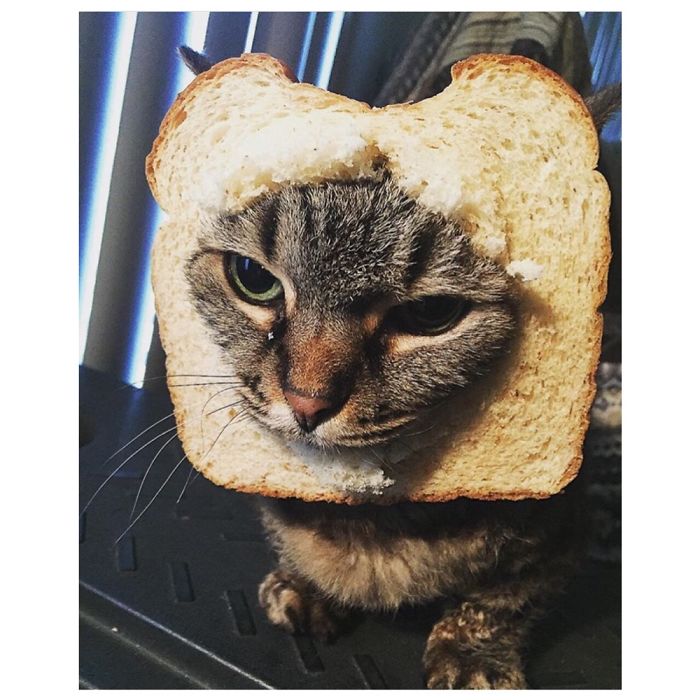 喜歡捉弄愛寵嗎？看看這些奇葩是怎么玩的