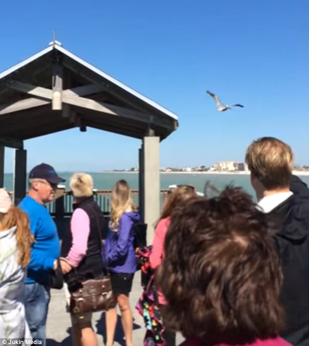 徒手抓鵜鶘的他居然還被稱贊