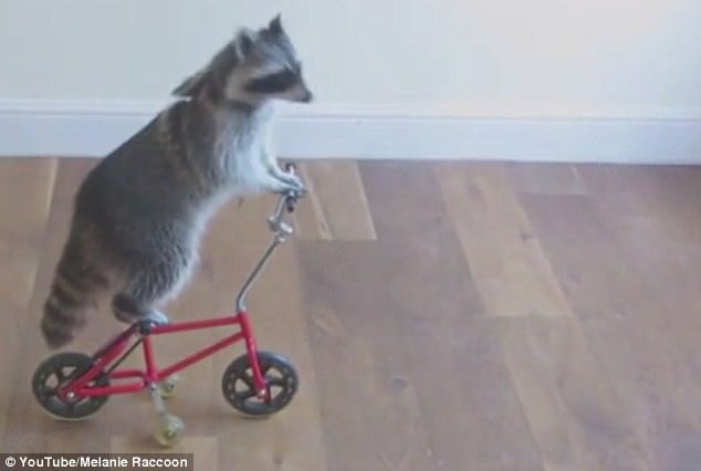 這些動(dòng)物是要成精嗎？（圖）