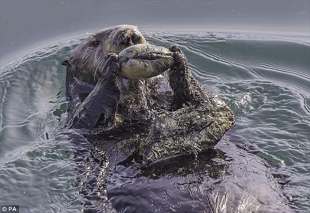 這些動(dòng)物是要成精嗎？（圖）