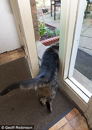 這些動(dòng)物是要成精嗎？（圖）