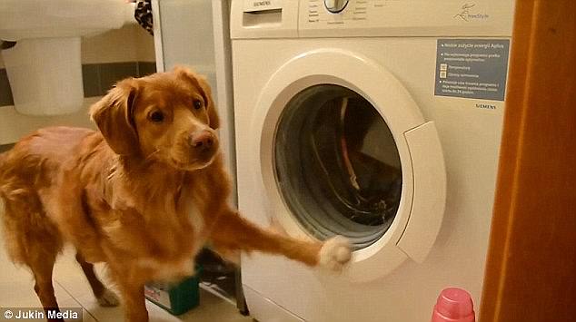 這些動(dòng)物是要成精嗎？（圖）