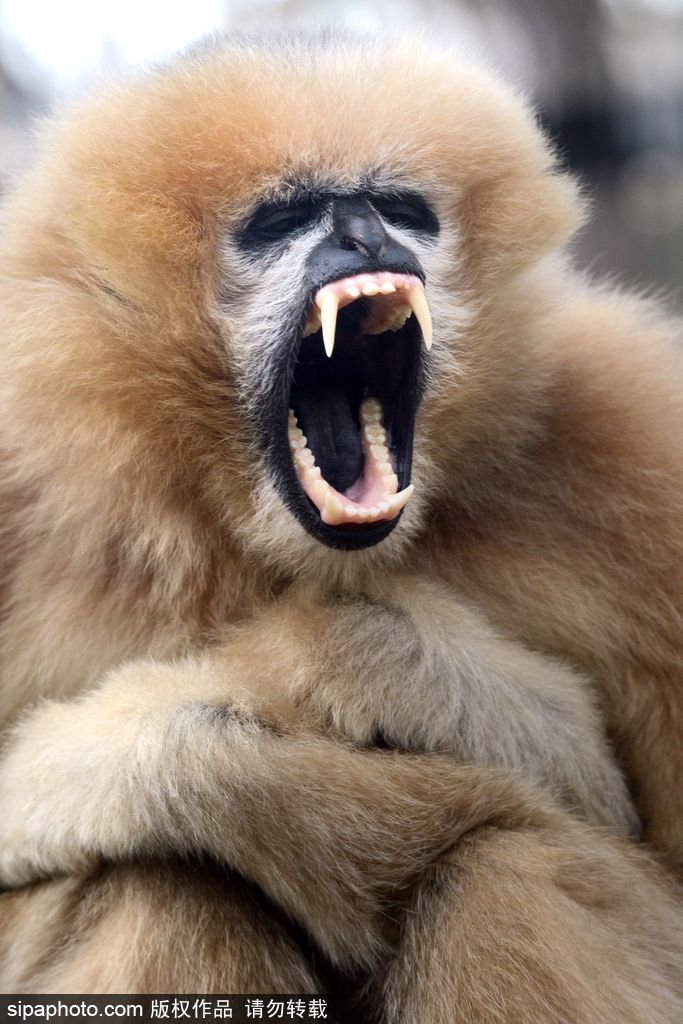 盤點動物慵懶百態(tài) 伸懶腰打呵欠萌態(tài)十足