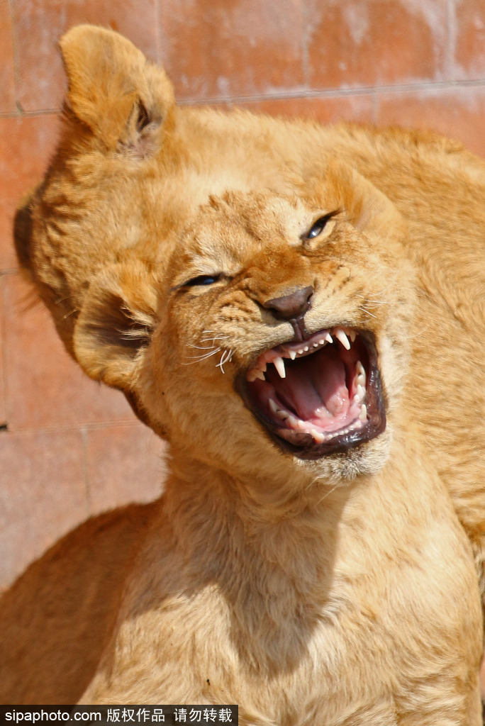 盤點動物慵懶百態 伸懶腰打呵欠萌態十足