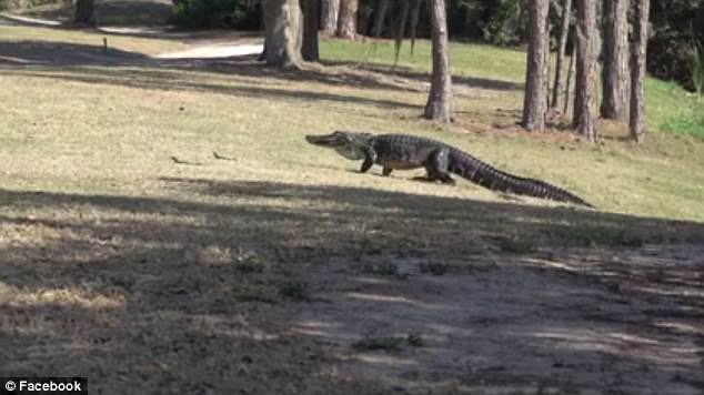 這些殺手有點(diǎn)萌！16條鱷魚寶寶跟著媽媽喬遷新居