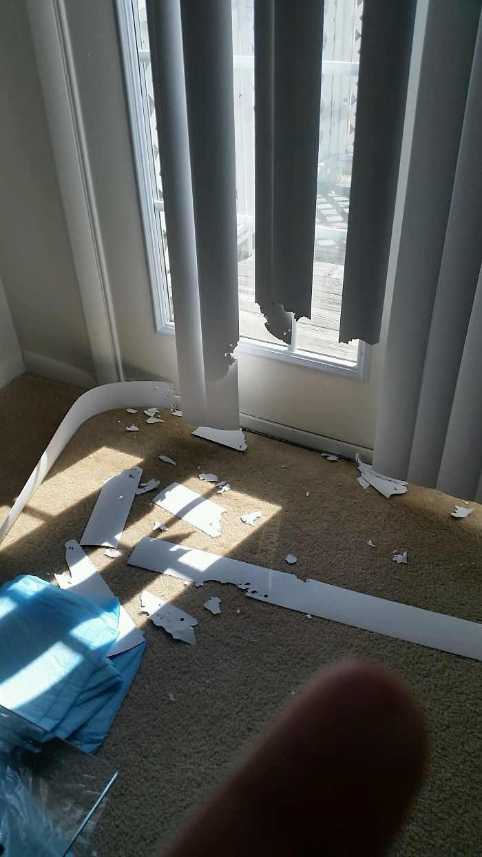 都是主人的錯！當你讓寵物獨自留在家中之后