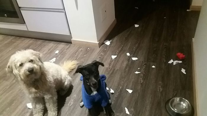 都是主人的錯！當你讓寵物獨自留在家中之后