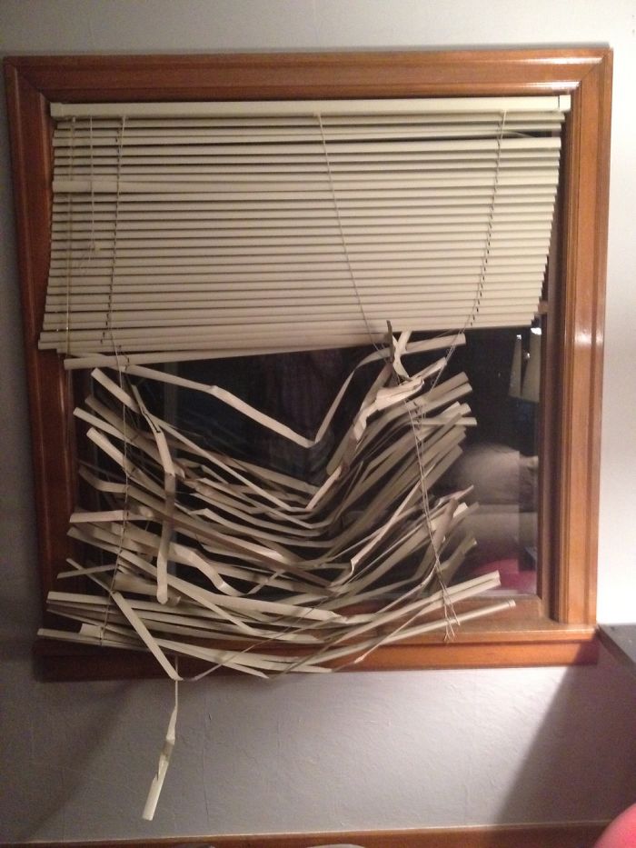 都是主人的錯(cuò)！當(dāng)你讓寵物獨(dú)自留在家中之后